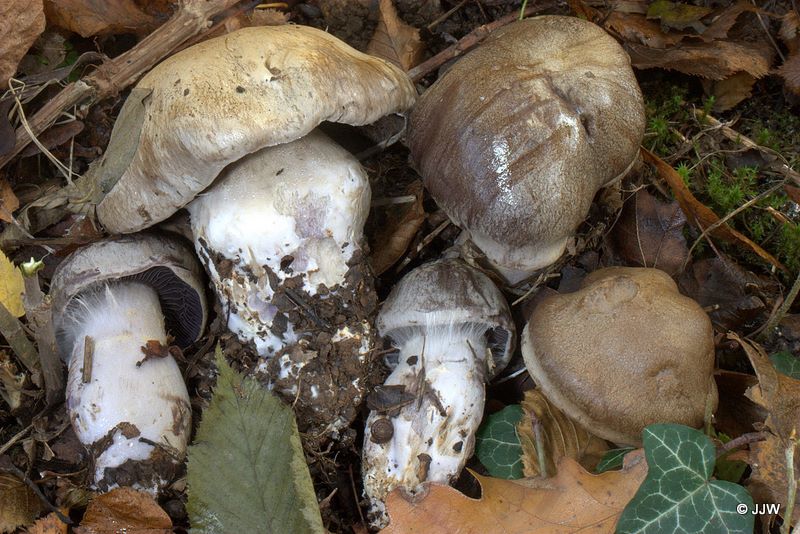 Cortinarius infractus